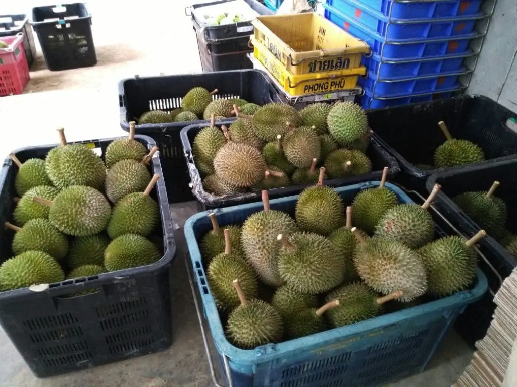 Durian near me kedai 9 Places