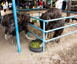 Desaru-Ostrich-Farm-visit