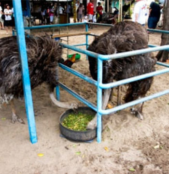 Desaru-Ostrich-Farm-visit