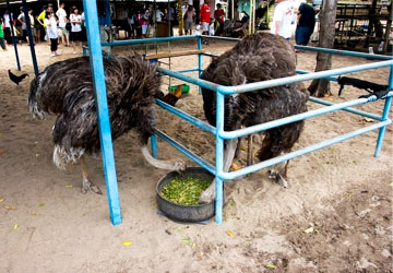 Desaru-Ostrich-Farm-visit