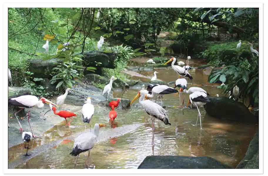 KL-bird-park-animal