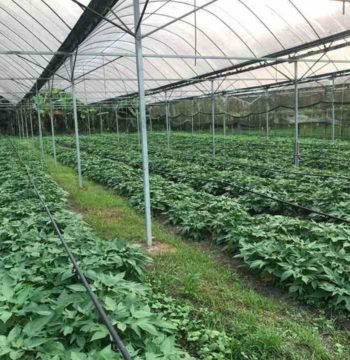 Zenxin Organic Food Farming