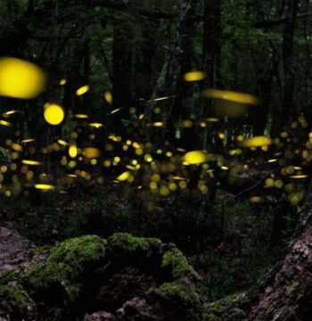 fireflies-inside-the-jungles-of-desaru-johor