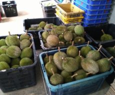 kulai-zhong-cheng-durian-plantation-stock