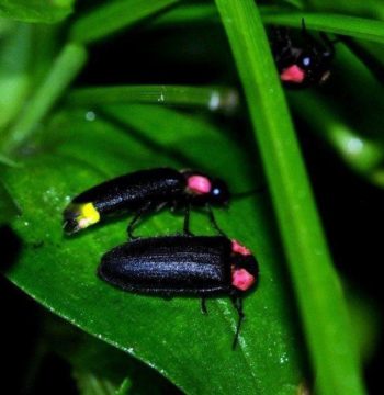 male-and-female-fireflies-on-a-leave-in-desaru-johor