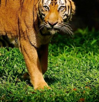 zoo-negara-malaysia-tiger