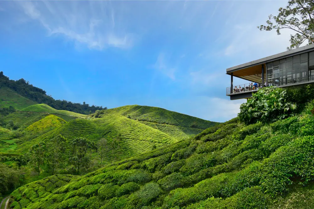 Boh Tea Plantations