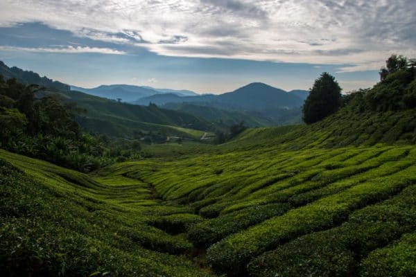 Top places to visit in Cameron Highlands - Placefu