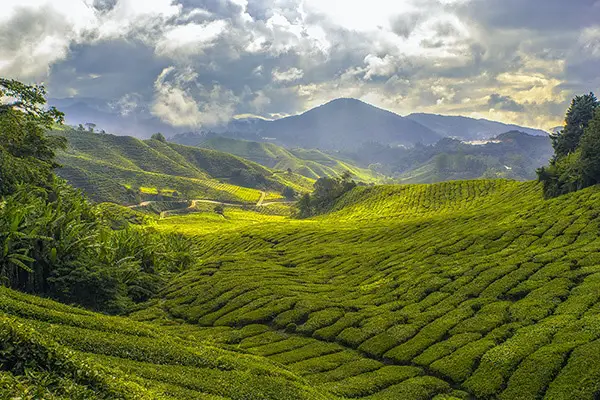 Cameron-Highlands