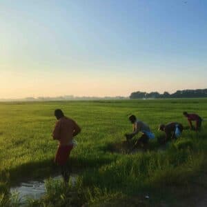 Kampung Uda paddy field