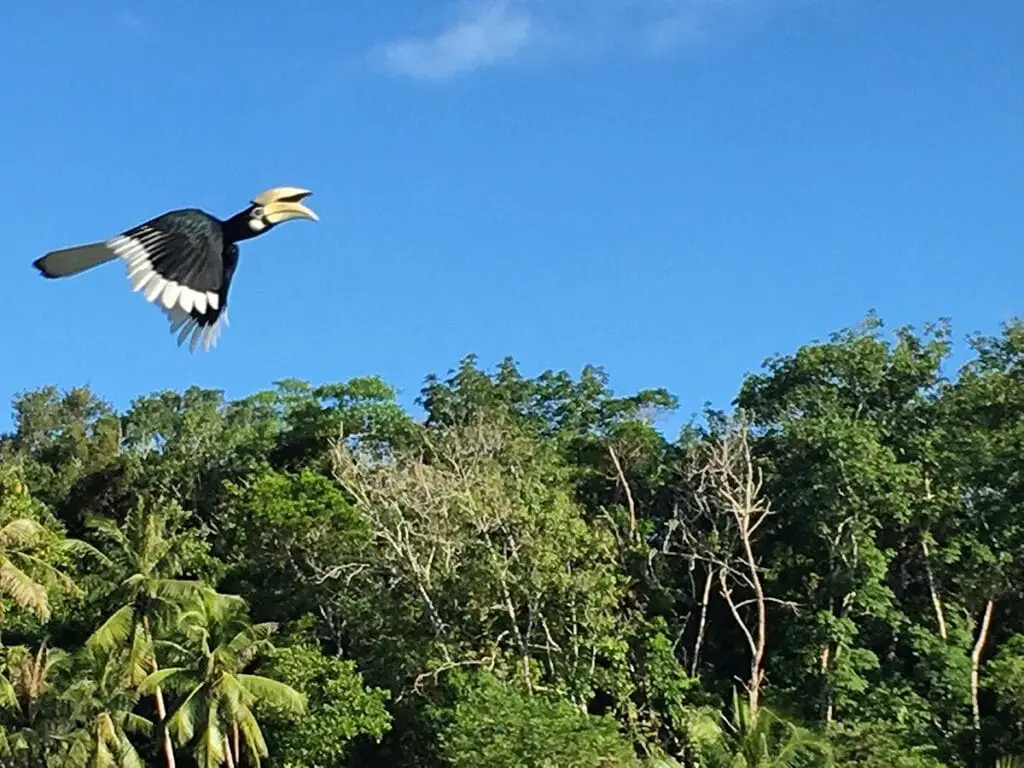 Hornbills near ukkay Kudat