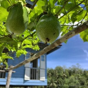 Ukkay Kudat Airbnb fruit trees