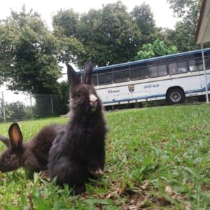 Rabbit-gardening-Airbnb-Rumah-No2-converted-BnB-bus-UM