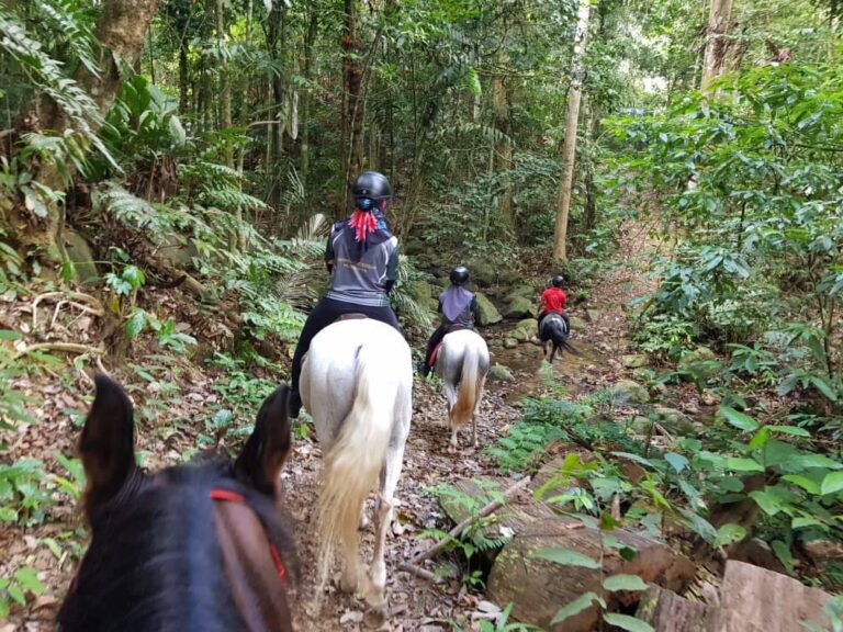 Bidaisari Stables-horse-cross-rainforest