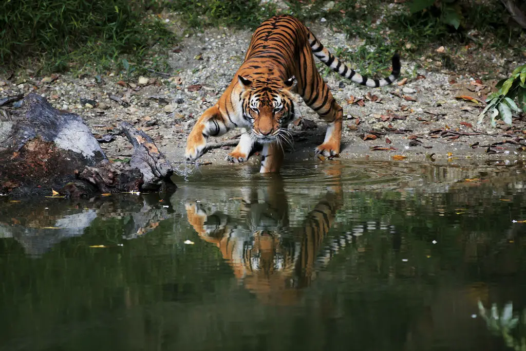 Malayan-tigers-at-Taiping-Zoo