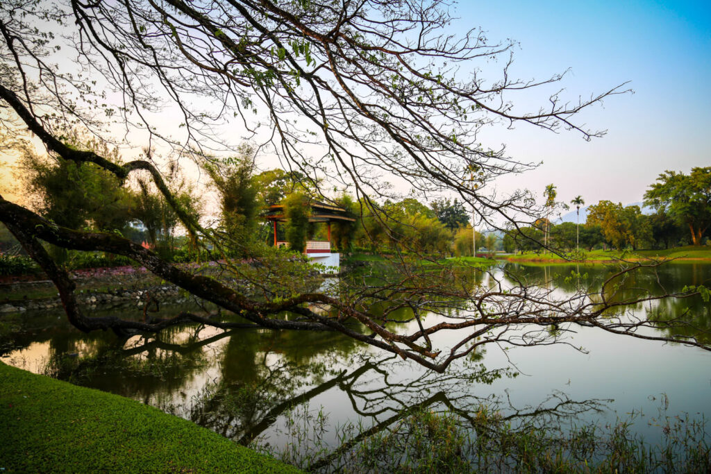 Taiping-Lake-Gardens-rain-trees