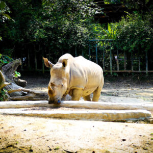 white-rhinoceros-at-taiping-zoo
