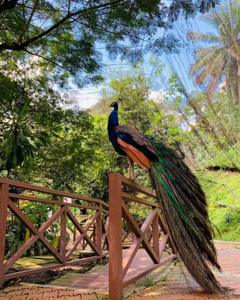 KL Bird Park