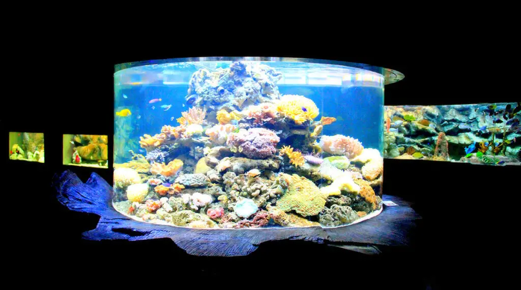 Blue-Coral-Aquarium-KL-tower