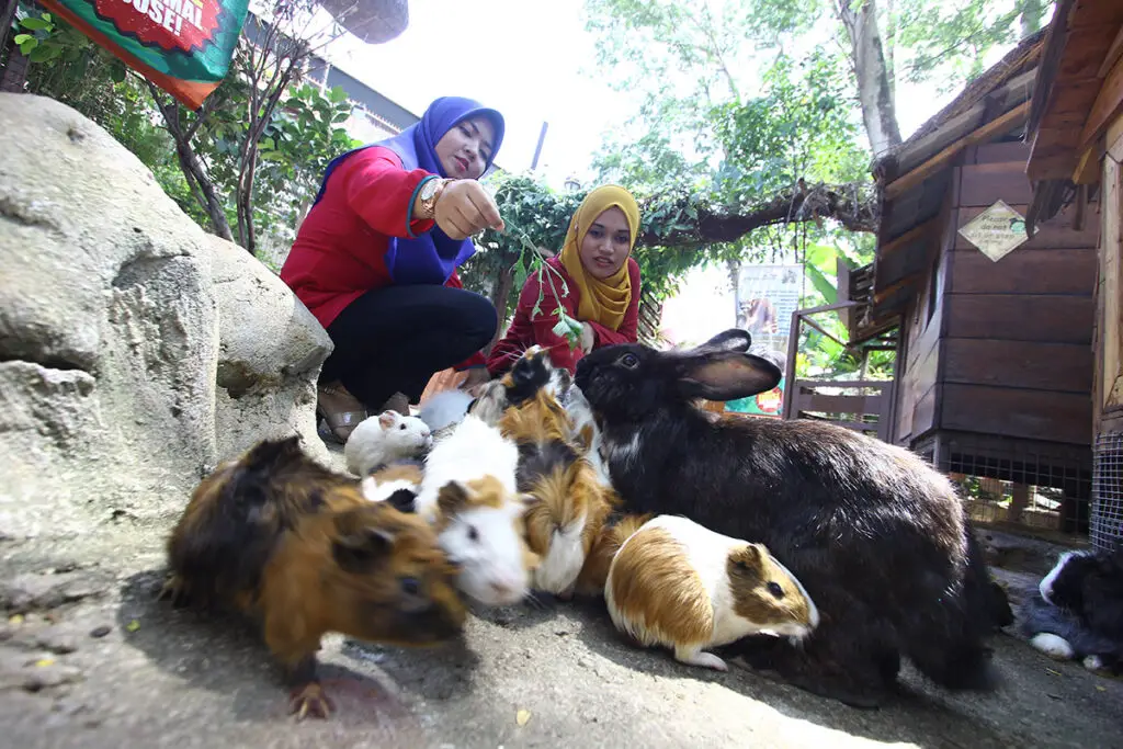 KL-Tower-Mini-Zoo-attraction