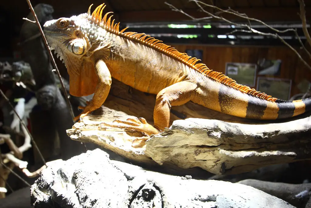 KL-Tower-Mini-Zoo-iguanas