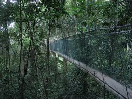 canopy-walk-at-Langanan-Waterfall -Sabah