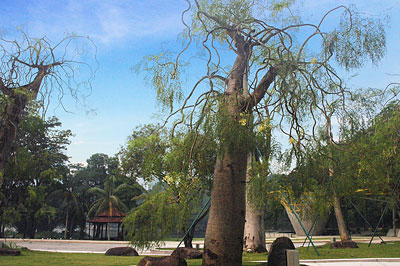 Adansonias and Moringas tree at Laman Perdana