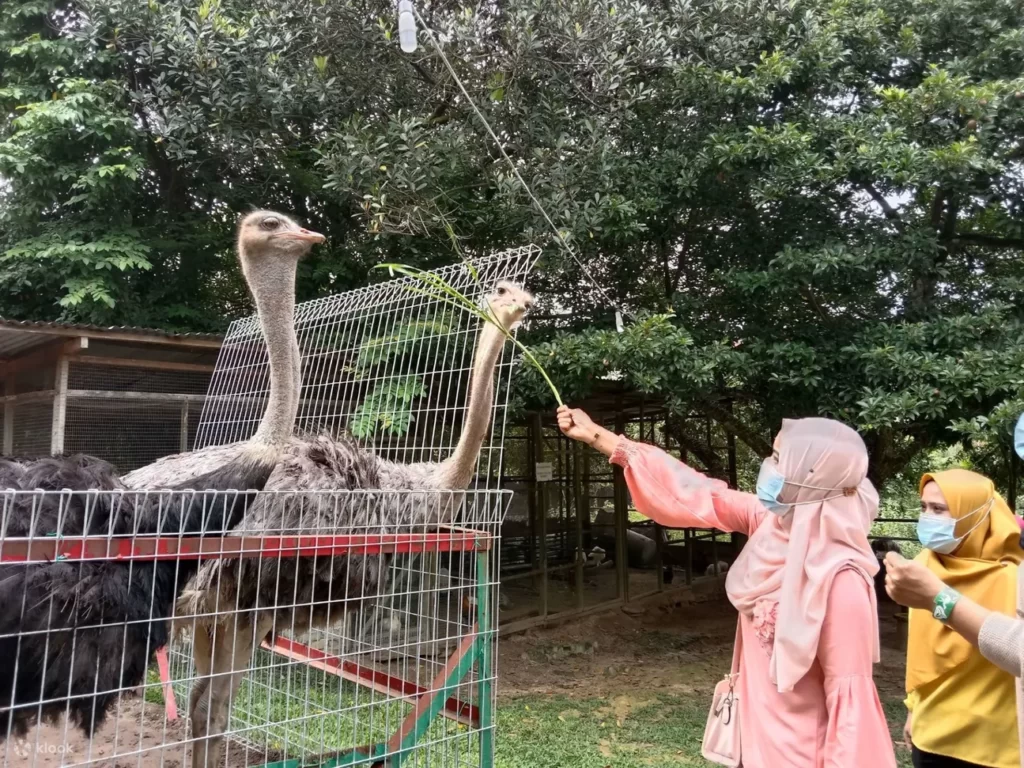 port-dickson-ostrich-farm