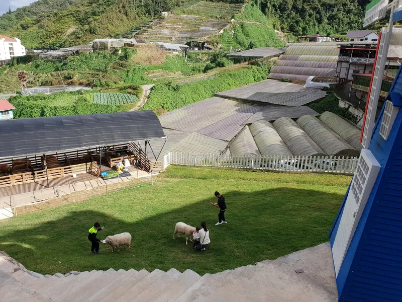 Sheep-Sanctuary-Farm