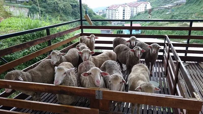Sheep-Sanctuary-feeding-area