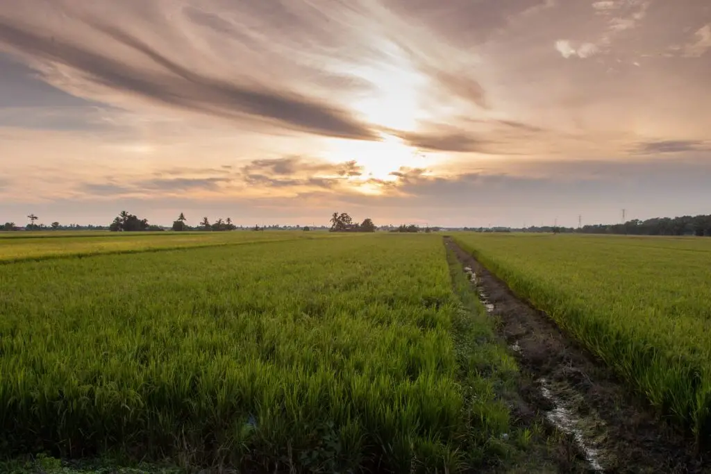 Sekinchan-padi-field