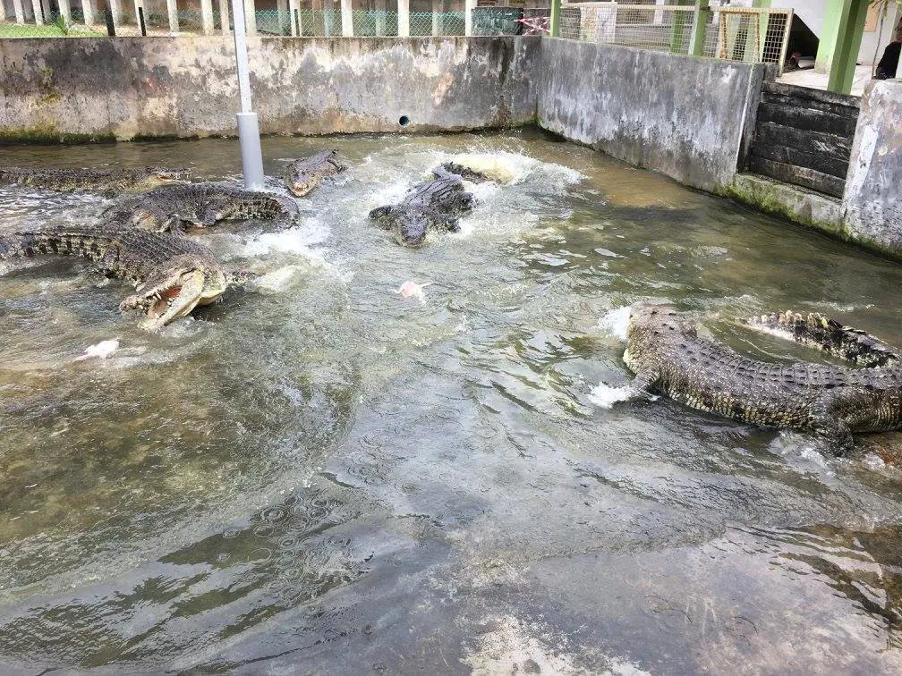 Teluk-Sengat-Crocodile-Farm