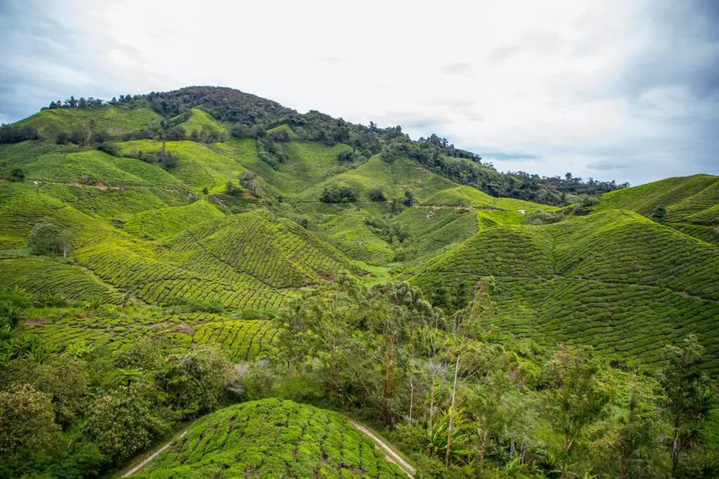 cameron-highlands-plantation-hills