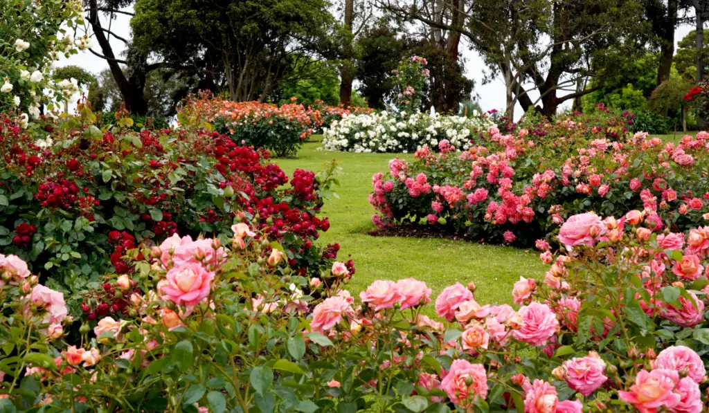 Best Flower Garden in Malaysia