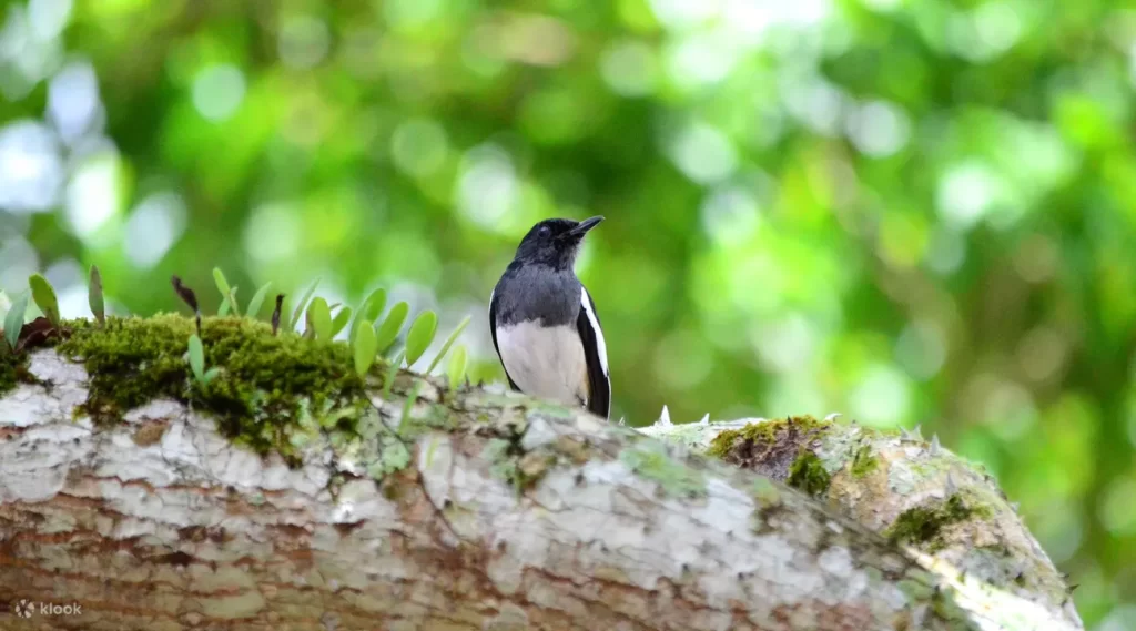 bird-species-taman-negara-national-park